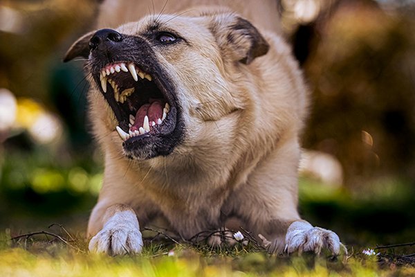 Problemhundetraining in Kuchl & Salzburg Umgebung 5
