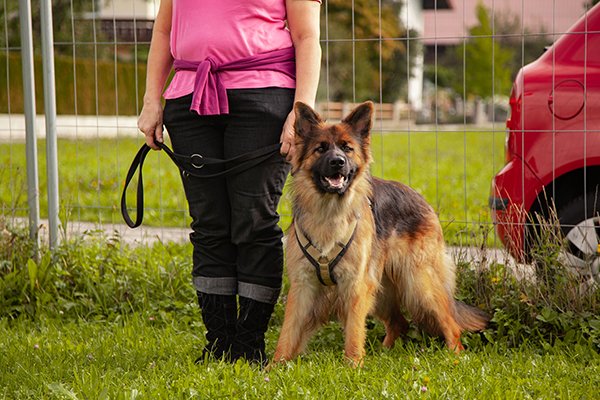 Unterordnungstraining in Kuchl & Salzburg Umgebung 4