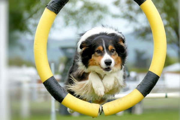Agility Sport in Kuchl & Salzburg Umgebung 2