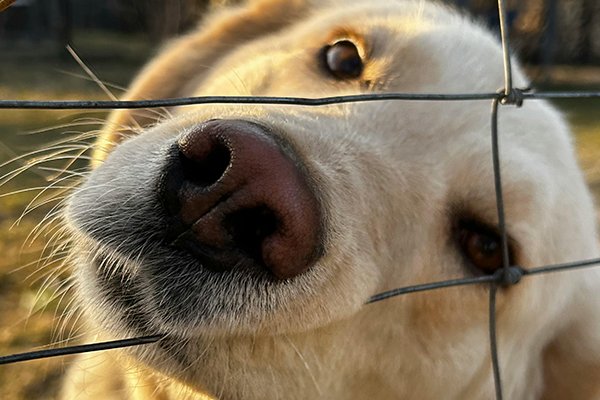 Problemhundetraining in Kuchl & Salzburg Umgebung 4