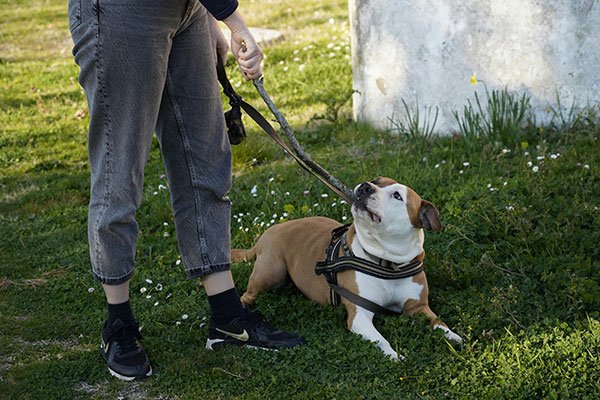 Unterordnungstraining in Kuchl & Salzburg Umgebung 3