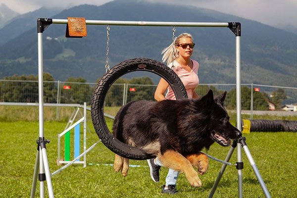Agility Hundesport in Kuchl & Salzburg Umgebung 2
