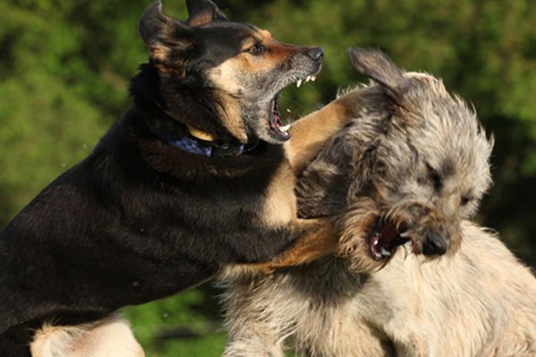 Problemhundetraining in Kuchl & Salzburg Umgebung 3