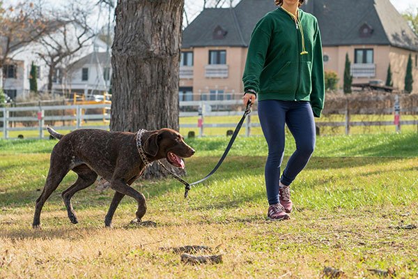 Unterordnungstraining in Kuchl & Salzburg Umgebung 2