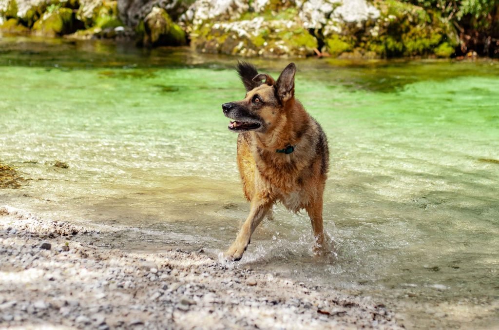 Schäfermischling steht im klaren Wasser am Ufer