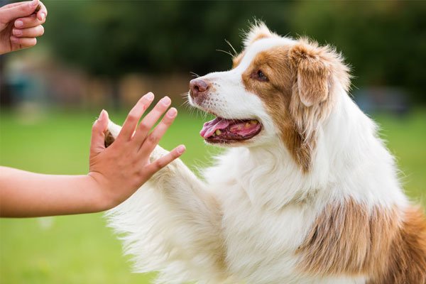 Problemhundetraining in Kuchl & Salzburg Umgebung 3