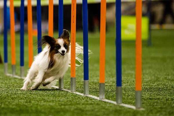 Agility Sport in Kuchl & Salzburg Umgebung 4